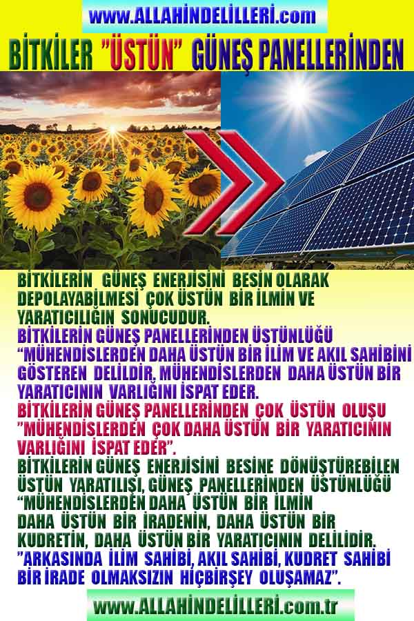 bitki güneş panelinden üstündür