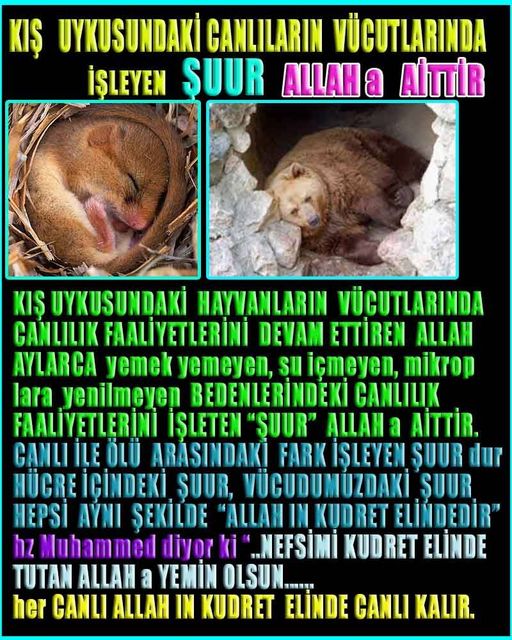 allahin-delilleri, allahin delilleri, allah delilleri, allahin varliginin delilleri