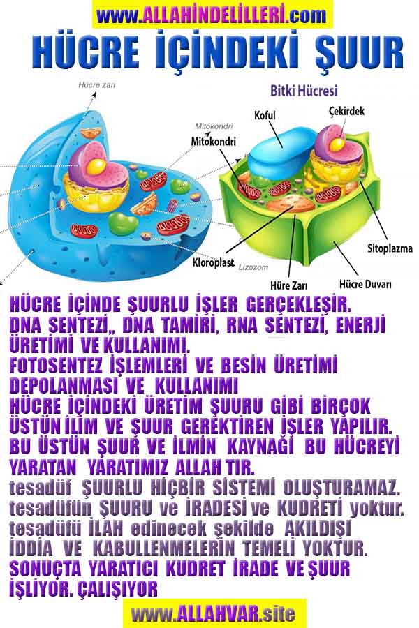 allahin-delilleri, allahin delilleri, allah delilleri, allahin varliginin delilleri