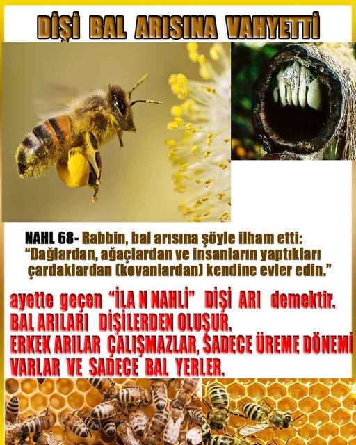 allahin-delilleri, allahin delilleri, allah delilleri, allahin varliginin delilleri
